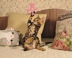Кошки в Краснодаре: Шёлковая мраморная бенгалочка для души и в разведение Девочка, 15 000 руб. - фото 9
