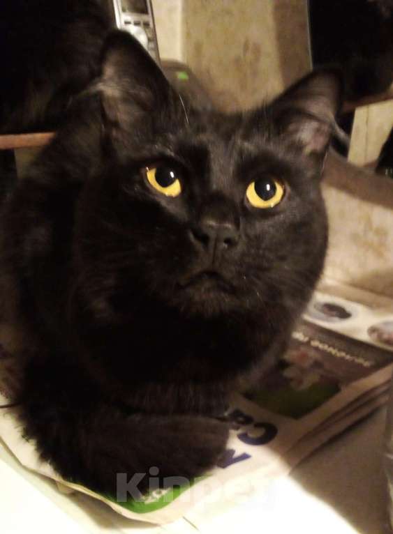 Кошки в Москве: 🟢 ( Холмик )  –  Благородный  и  верный  домашний  кот  ищет  спутницу-кошечку  и  любящих  хозяев Мальчик, Бесплатно - фото 3