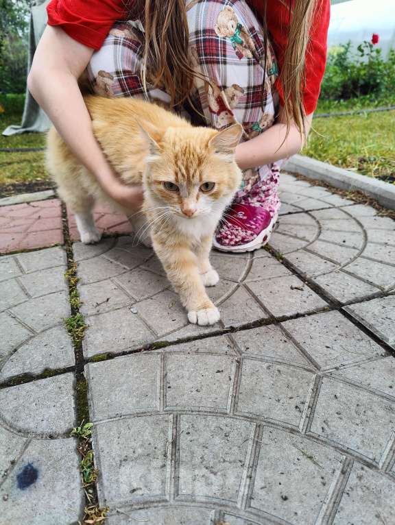 Кошки в Челябинске: Рыжее солнышко в добрые руки Девочка, Бесплатно - фото 4