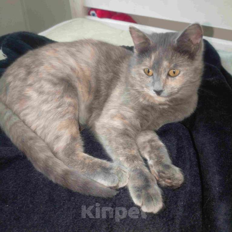 Кошки в Москве: Трехцветный котёнок Малышка в добрые руки Девочка, Бесплатно - фото 2