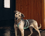 Собаки в Москве: Мечтательная леди Эс в поиске семьи  Девочка, Бесплатно - фото 1