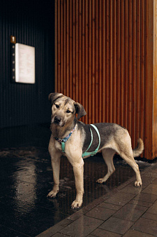 Мечтательная леди Эс в поиске семьи 