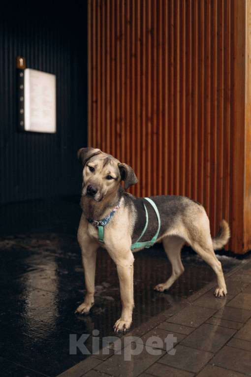 Собаки в Москве: Мечтательная леди Эс в поиске семьи  Девочка, Бесплатно - фото 1