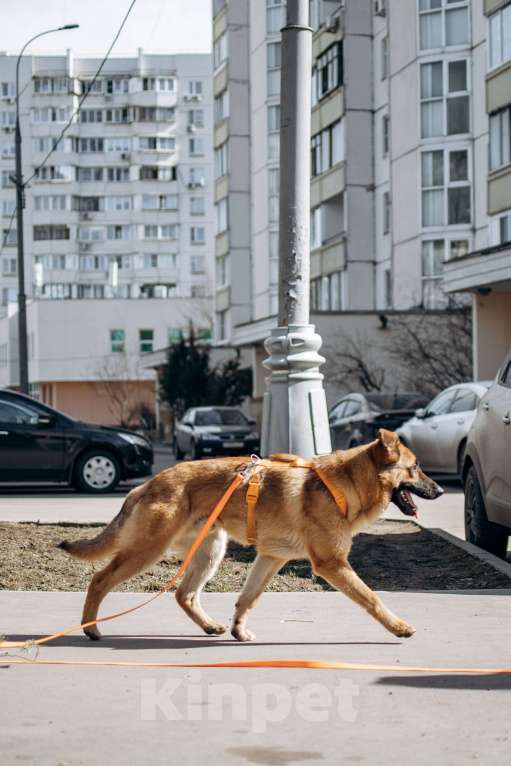 Собаки в Москве: Микки ищет дом Мальчик, Бесплатно - фото 5