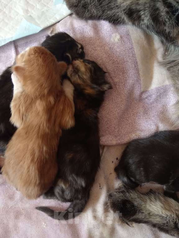 Кошки в Уфе: Мейн кун Девочка, 18 000 руб. - фото 3