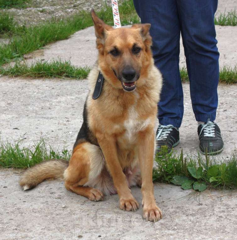 Собаки в Москве: Молодая, верная собака Герда ждет своего человека! Девочка, Бесплатно - фото 7