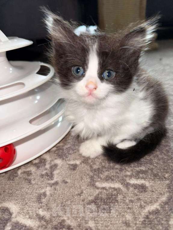 Кошки в Москве: Чудесная малышка ищет семью Девочка, Бесплатно - фото 2