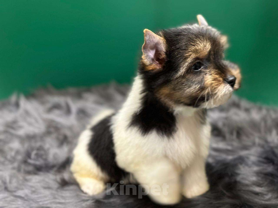 Собаки в Мур: Малыш-Гаврюша Мальчик, 35 000 руб. - фото 1