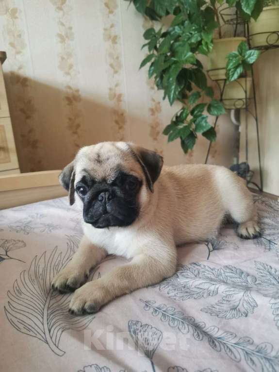Собаки в Озерске: Щенок мопса Девочка, Бесплатно - фото 2
