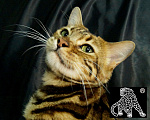 Кошки в Петропавловске-Камчатском: Бенгальский котенок. ШОУ класс Девочка, Бесплатно - фото 7
