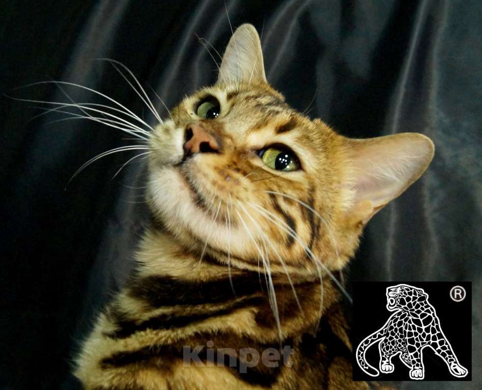 Кошки в Петропавловске-Камчатском: Бенгальский котенок. ШОУ класс Девочка, Бесплатно - фото 7