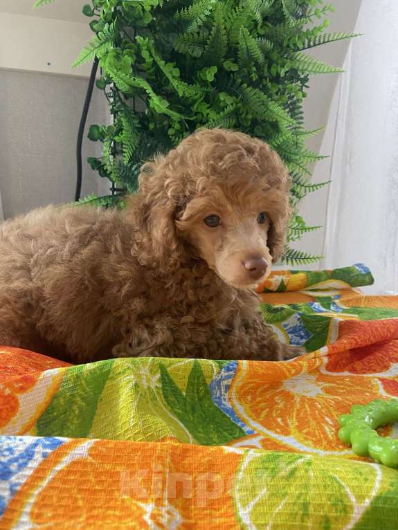 Собаки в Омске: Щенок той пудель,карликовый пудель Мальчик, 50 000 руб. - фото 6