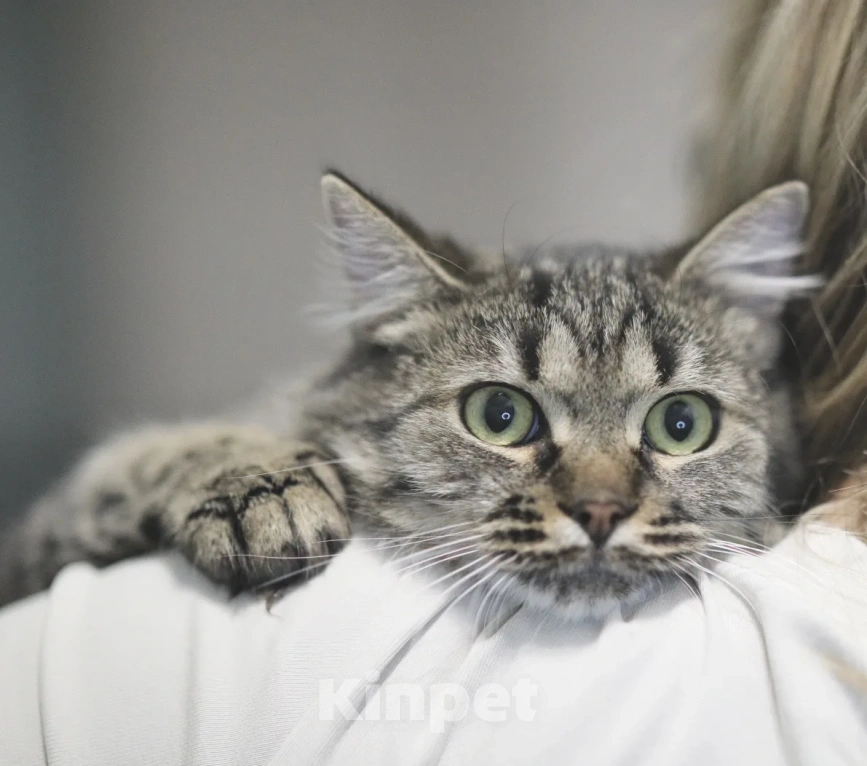 Кошки в Москве: Ласковый Чубакка ищет дом Мальчик, Бесплатно - фото 1