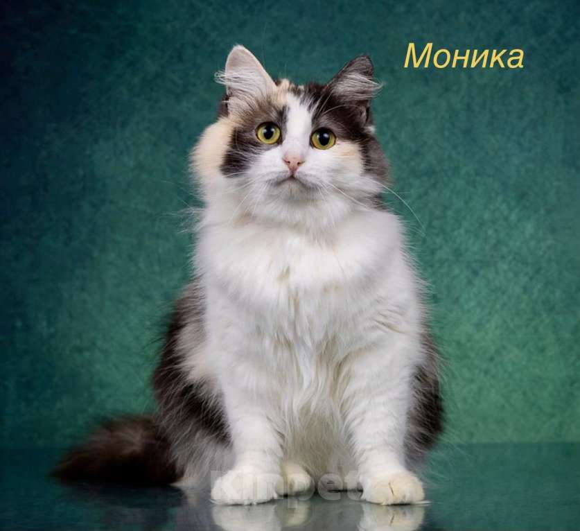 Кошки в Москве: Трехцветные кошки в добрые руки Девочка, Бесплатно - фото 2