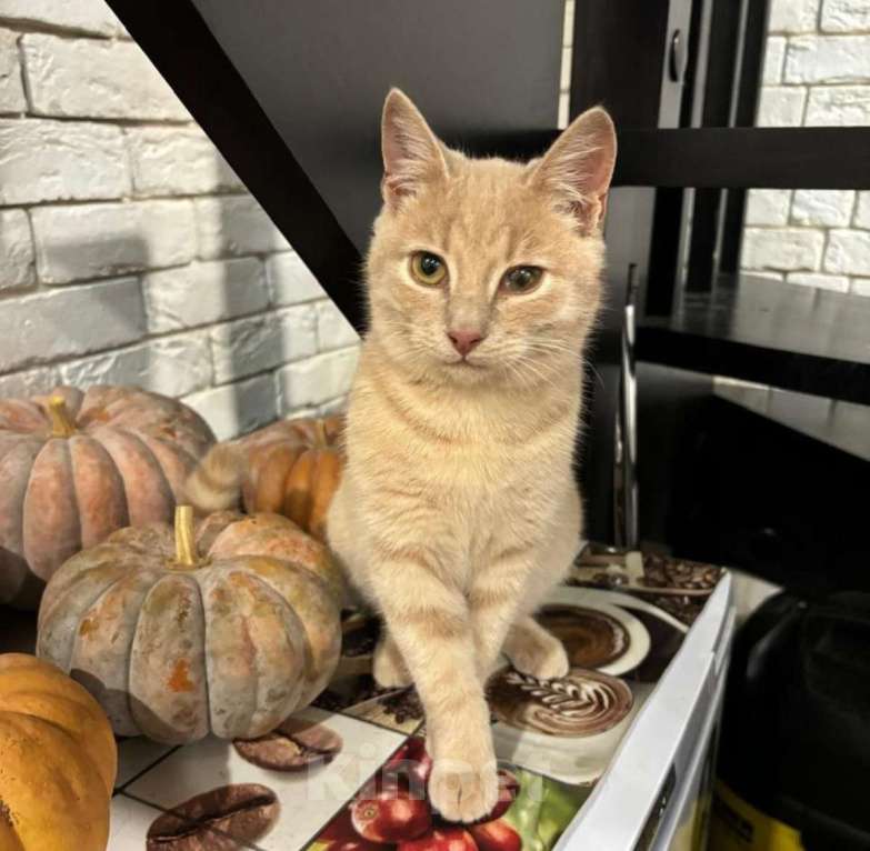 Кошки в Москве: Бося — рыжий котик. Котенок подросток в добрые руки. Мальчик, Бесплатно - фото 3