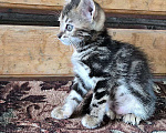 Кошки в Ростове-на-Дону: котенок ищет новый дом  Мальчик, 1 руб. - фото 1
