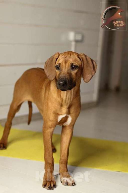 Собаки в Одинцово: Девочка яркого окраса. Стандарт. Девочка, 100 000 руб. - фото 4