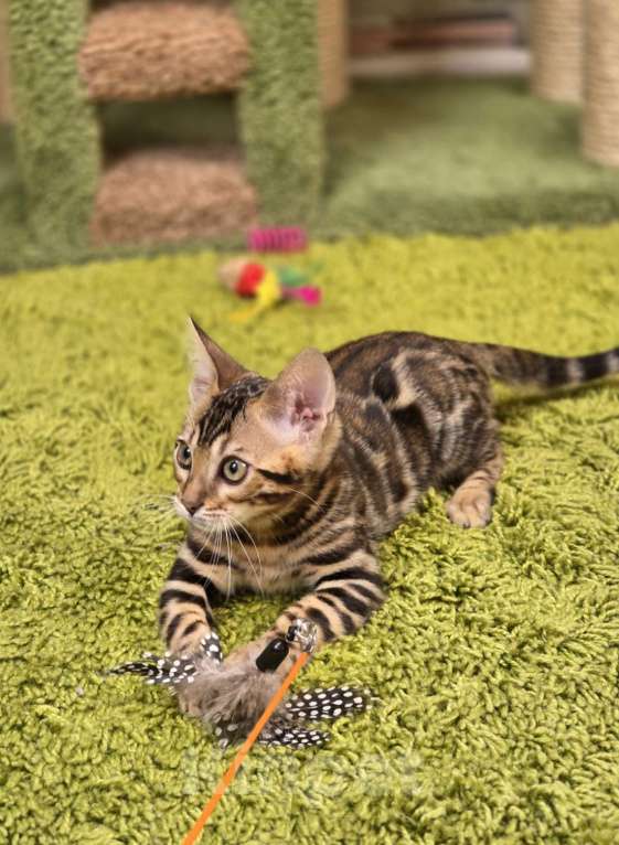 Кошки в Москве: Fluffy Benjoy Девочка, 85 000 руб. - фото 2