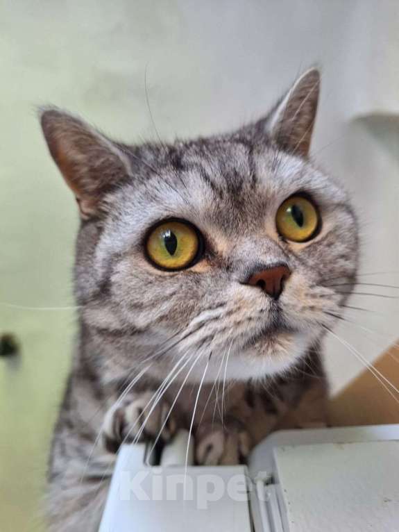 Кошки в Стерлитамаке: Ваш будущий кот Мальчик, Бесплатно - фото 6