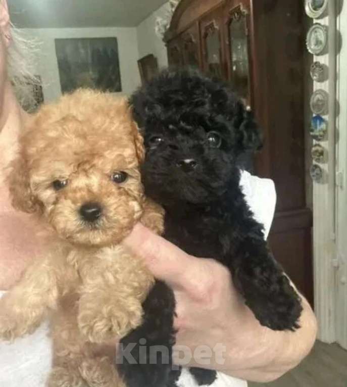 Собаки в Москве: Той пудель Девочка, 50 000 руб. - фото 1