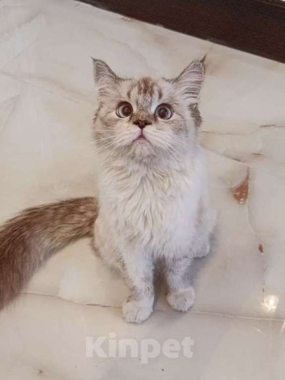 Кошки в Москве: Тайскую кошку подкинули к мусорке! Срочный поиск дома! Девочка, Бесплатно - фото 3