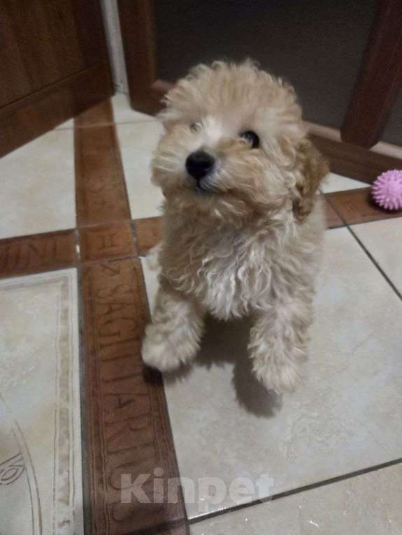 Собаки в Москве: Малыши Мальтипу Мальчик, Бесплатно - фото 4