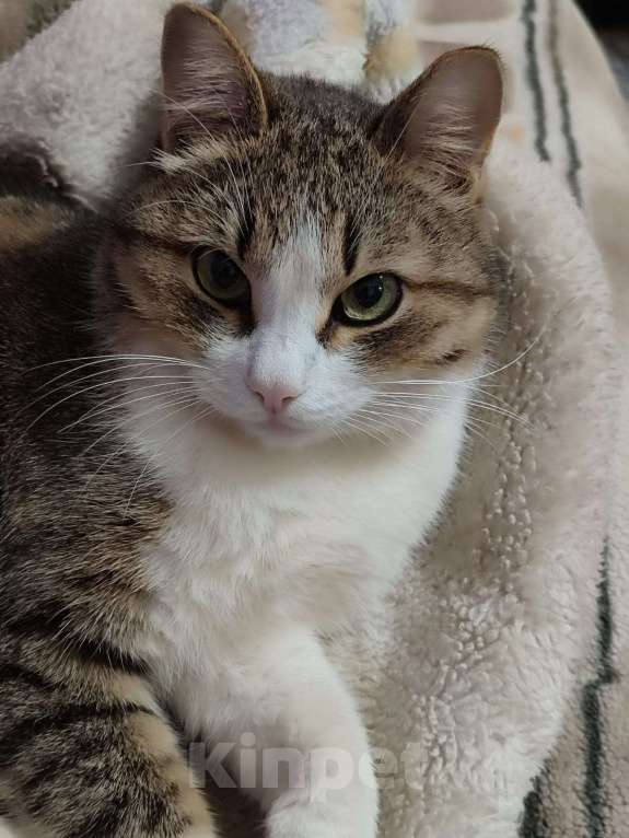 Кошки в Уфе: Пропал кот  Мальчик, Бесплатно - фото 2