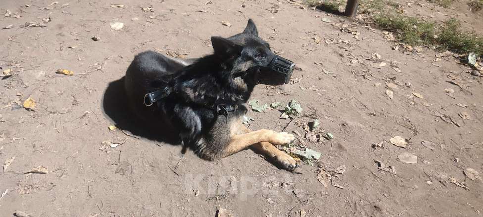 Собаки в Москве: Девочка Хлоя 5 лет Девочка, Бесплатно - фото 6