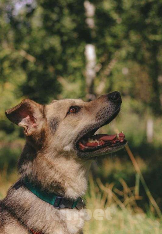 Собаки в Москве: Безе Девочка, Бесплатно - фото 2