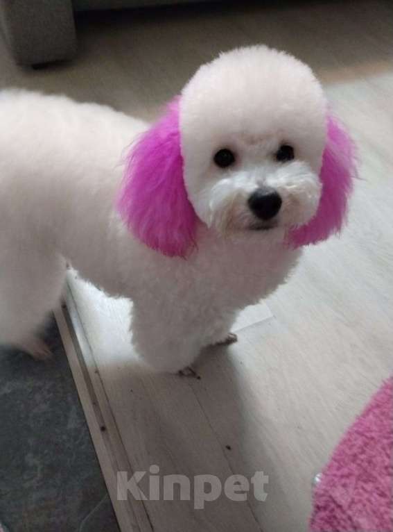 Собаки в Улане-Удэ: Продаю щенков карликового пуделя Девочка, 35 000 руб. - фото 1