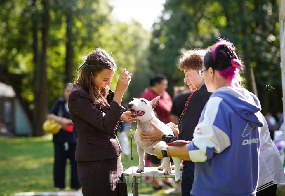 Собаки в Санкт-Петербурге: Щенок 4 мес. девочка Девочка, 60 000 руб. - фото 4
