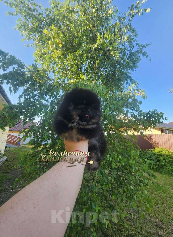 Собаки в Москве: Померанский шпиц  медежоночек девочка Девочка, Бесплатно - фото 2