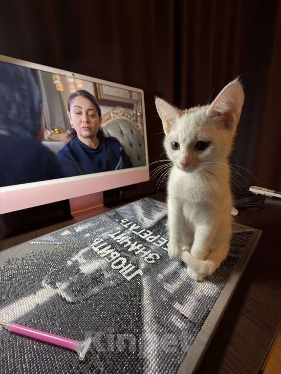 Кошки в Москве: Котёнок 3 месяца Девочка, Бесплатно - фото 3