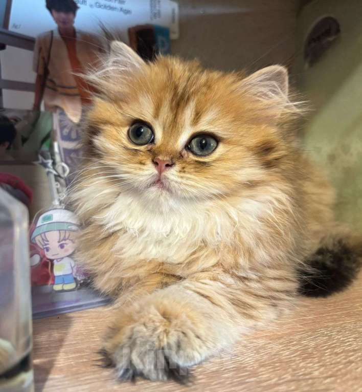 Кошки в Москве: Шотландская девочка Девочка, 35 000 руб. - фото 2