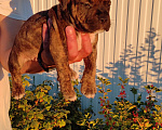 Собаки в Челябинске: Щенки американского стаффордширского терьера Мальчик, 35 000 руб. - фото 4