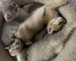 Кошки в Санкт-Петербурге: Котята шотландские Мальчик, Бесплатно - фото 2