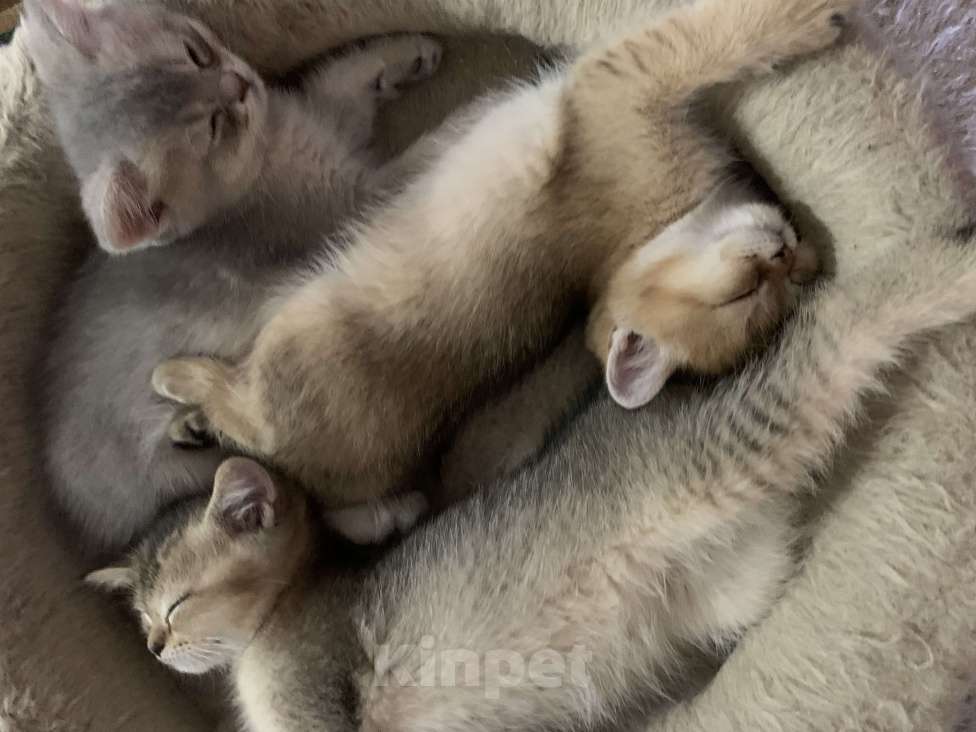 Кошки в Санкт-Петербурге: Котята шотландские Мальчик, Бесплатно - фото 2