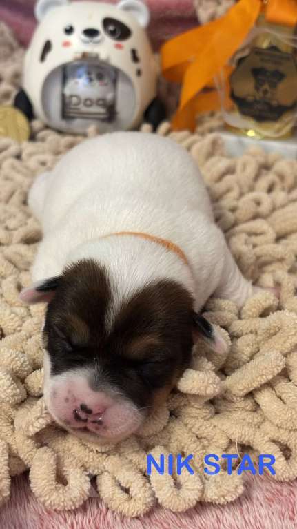 Собаки в Москве: Щенок джек-рассел-терьер от титулованных родителей  Девочка, 40 000 руб. - фото 1