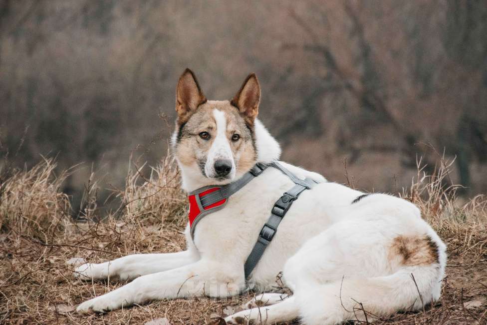 Собаки в Москве: Миндаль - для того, кто хочет помочь Мальчик, Бесплатно - фото 5
