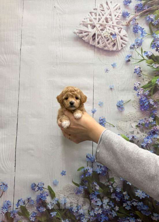 Собаки в Москве: Мальтипу очаровательная девочка Девочка, 60 000 руб. - фото 1