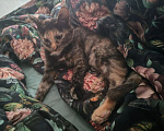 Кошки в Наро-Фоминске: Котенок в добрые руки Девочка, Бесплатно - фото 4