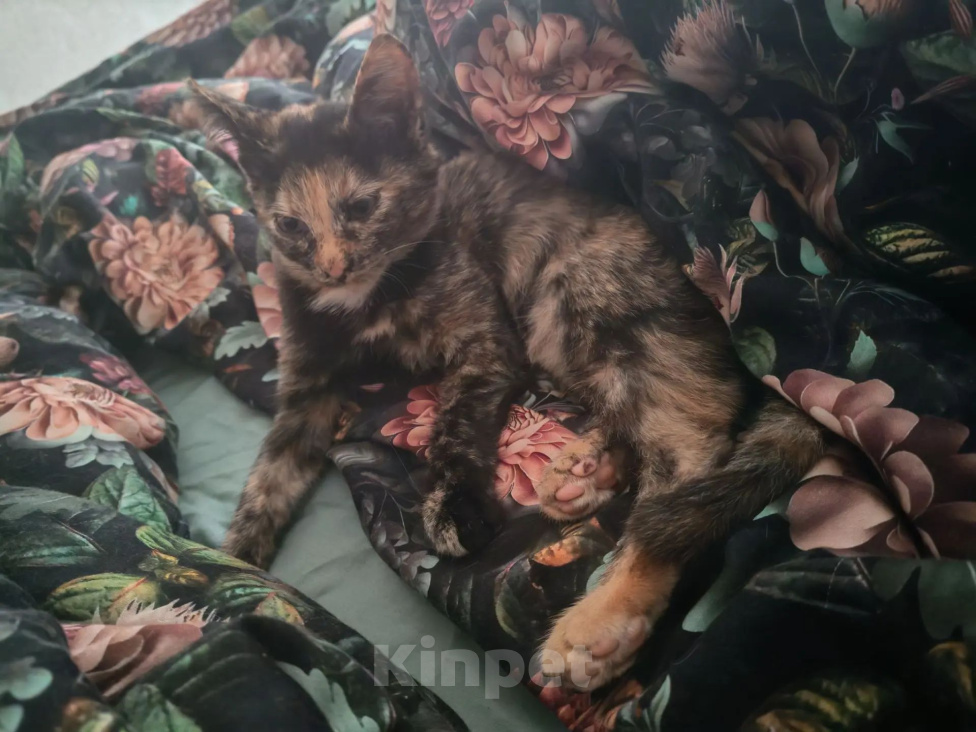 Кошки в Наро-Фоминске: Котенок в добрые руки Девочка, Бесплатно - фото 4