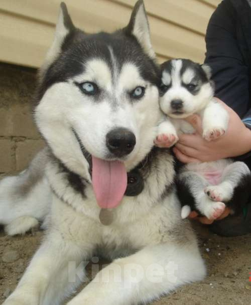 Собаки в Мирном: Хаски Щенки Разных окрасов Разнополые, Бесплатно - фото 1