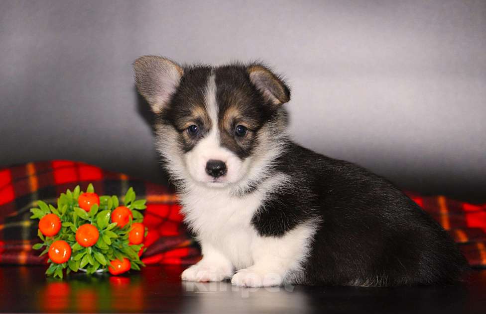 Собаки в Москве: Щенки вельш корги пемброк Девочка, 65 000 руб. - фото 3