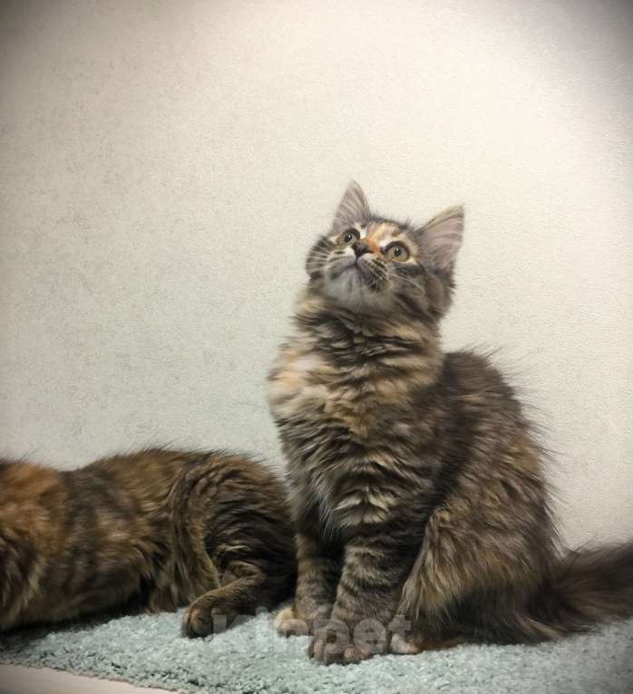 Кошки в Санкт-Петербурге: Сибирские котята Девочка, 45 000 руб. - фото 8