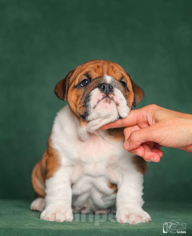 Собаки в Обнинске: Щенки английского бульдога Девочка, 100 000 руб. - фото 5