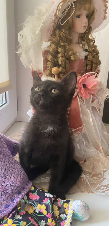 Кошки в Москве: Котята в поиске любящих хозяев Мальчик, 1 руб. - фото 2