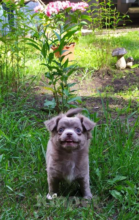 Собаки в Москве: Лиловая дш девочка чихуахуа  Девочка, 60 000 руб. - фото 3