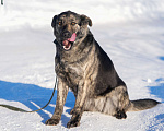 Собаки в Москве: Собака 1,5 года Бетти в добрые руки  Девочка, Бесплатно - фото 3