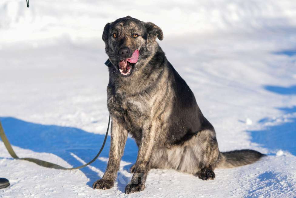Собаки в Москве: Собака 1,5 года Бетти в добрые руки  Девочка, Бесплатно - фото 3
